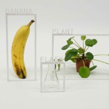 MaxGruber-Banana_ Plant _ Flask-1280x853